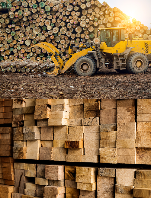 High-quality timber logs ready for export from Misarma Integrated Services (Sabah) Sdn Bhd