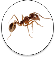 Ants Control Industry Support