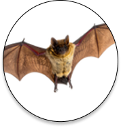 Bats Control Industry Support