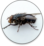 Flies Control Industry Support