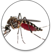 Mosquitoes Control Industry Support